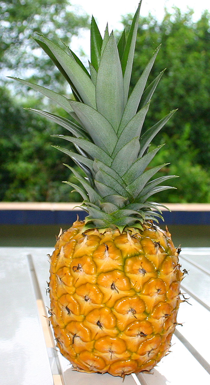 Pineapple: The Tropical Immune Booster (image credits: wikimedia)