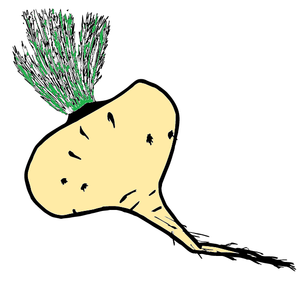 Maca Root: The Adaptogen (image credits: wikimedia)