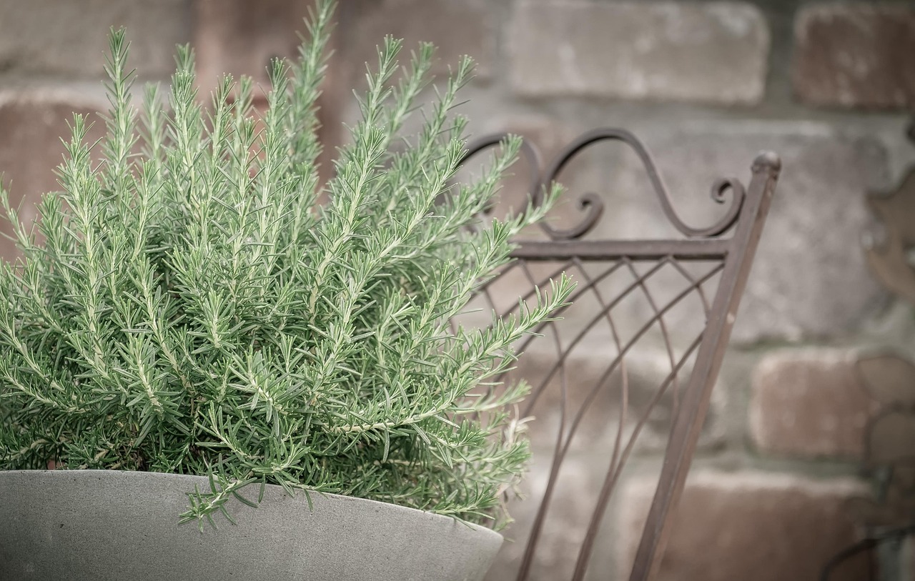 Rosemary: The Aromatic Ally (image credits: pixabay)
