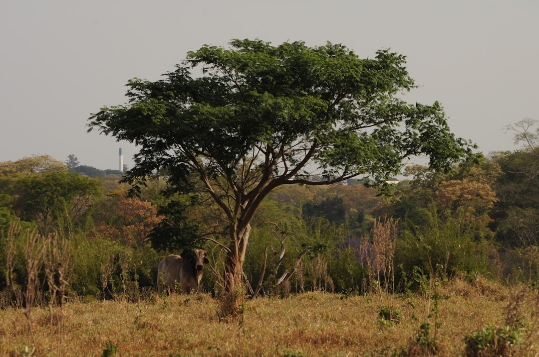 Bushmeat: Africa's Forbidden Wildlife (image credits: unsplash)