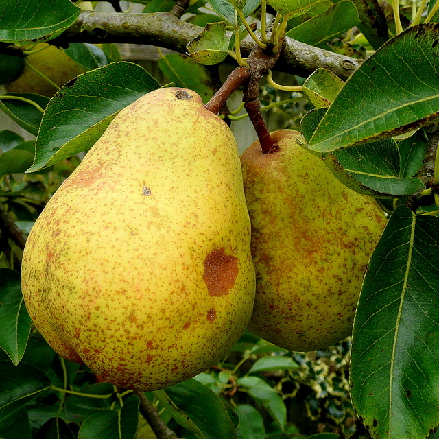 Pears: Sweet, Juicy, and Blood Sugar Friendly (image credits: wikimedia)