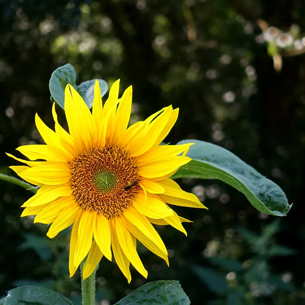 Alternative 2: Sunflower Oil - The High-Heat Performer (pom'., Flickr, CC BY-SA 2.0)