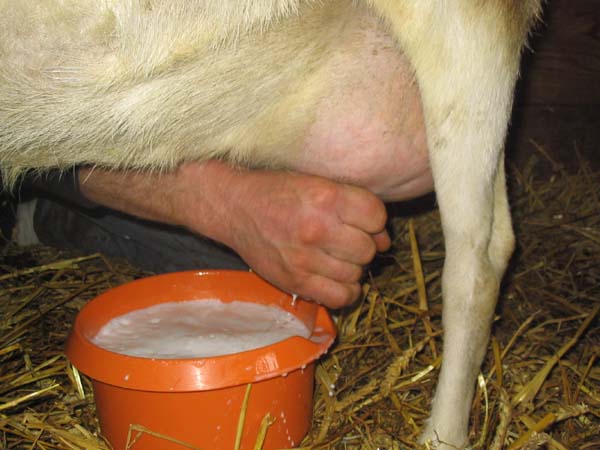 Goat Milk from Mediterranean Regions (image credits: wikimedia)