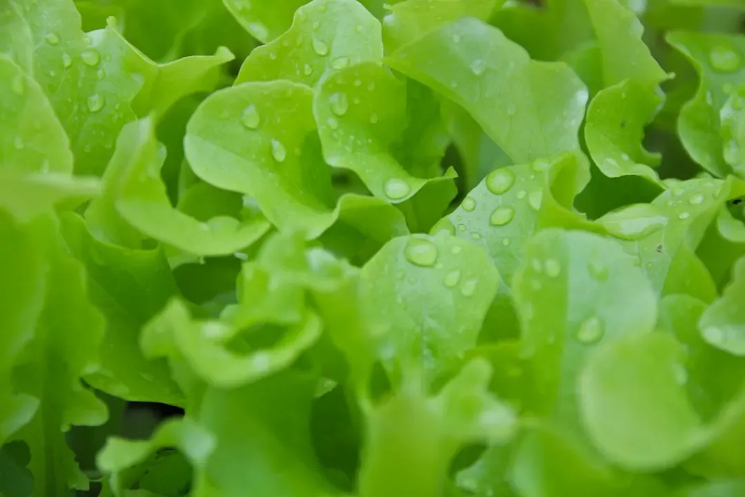 Salad Spinners Never Actually Dry Your Greens (Image Credits: Unsplash)