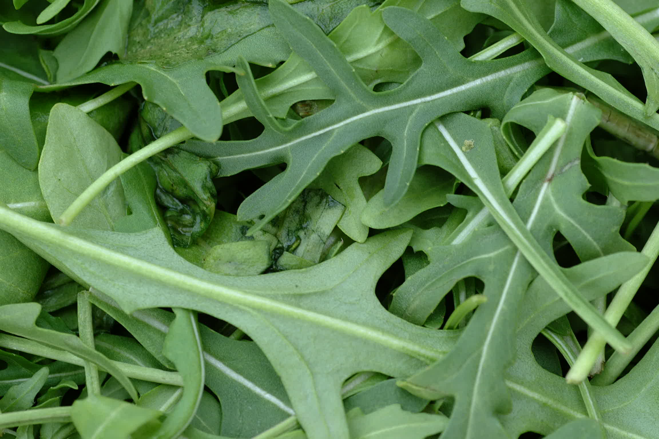 Arugula (image credits: wikimedia)