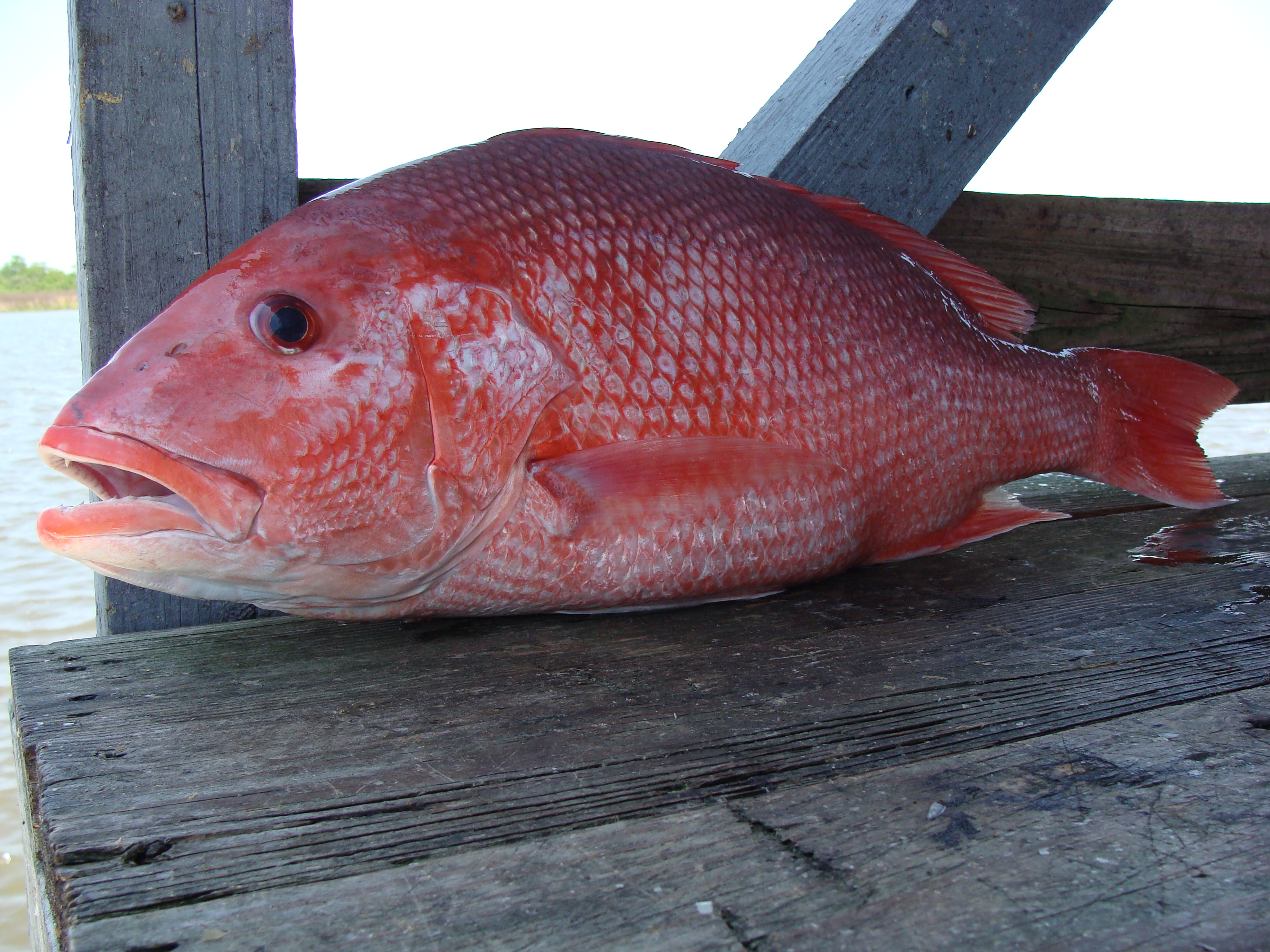 Red Snapper (image credits: wikimedia)
