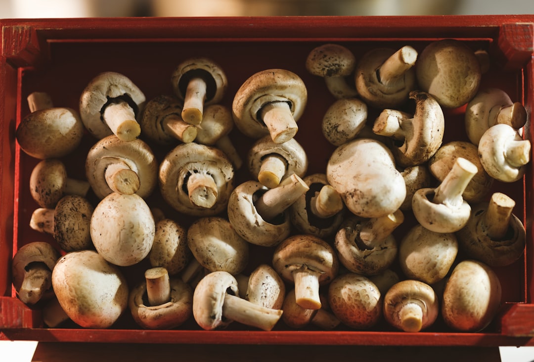 Cooked Mushrooms: The 24-Hour Rule (image credits: unsplash)