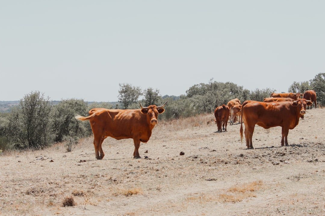 Drought Devastation Forces Painful Herd Liquidation (Image Credits: Unsplash)
