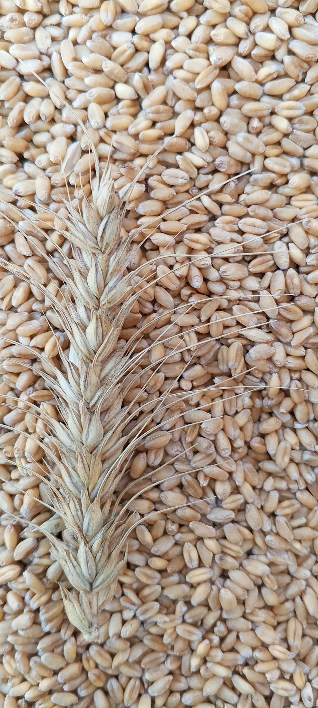 Ancient Grains Meet Modern American Kitchens (Image Credits: Unsplash)