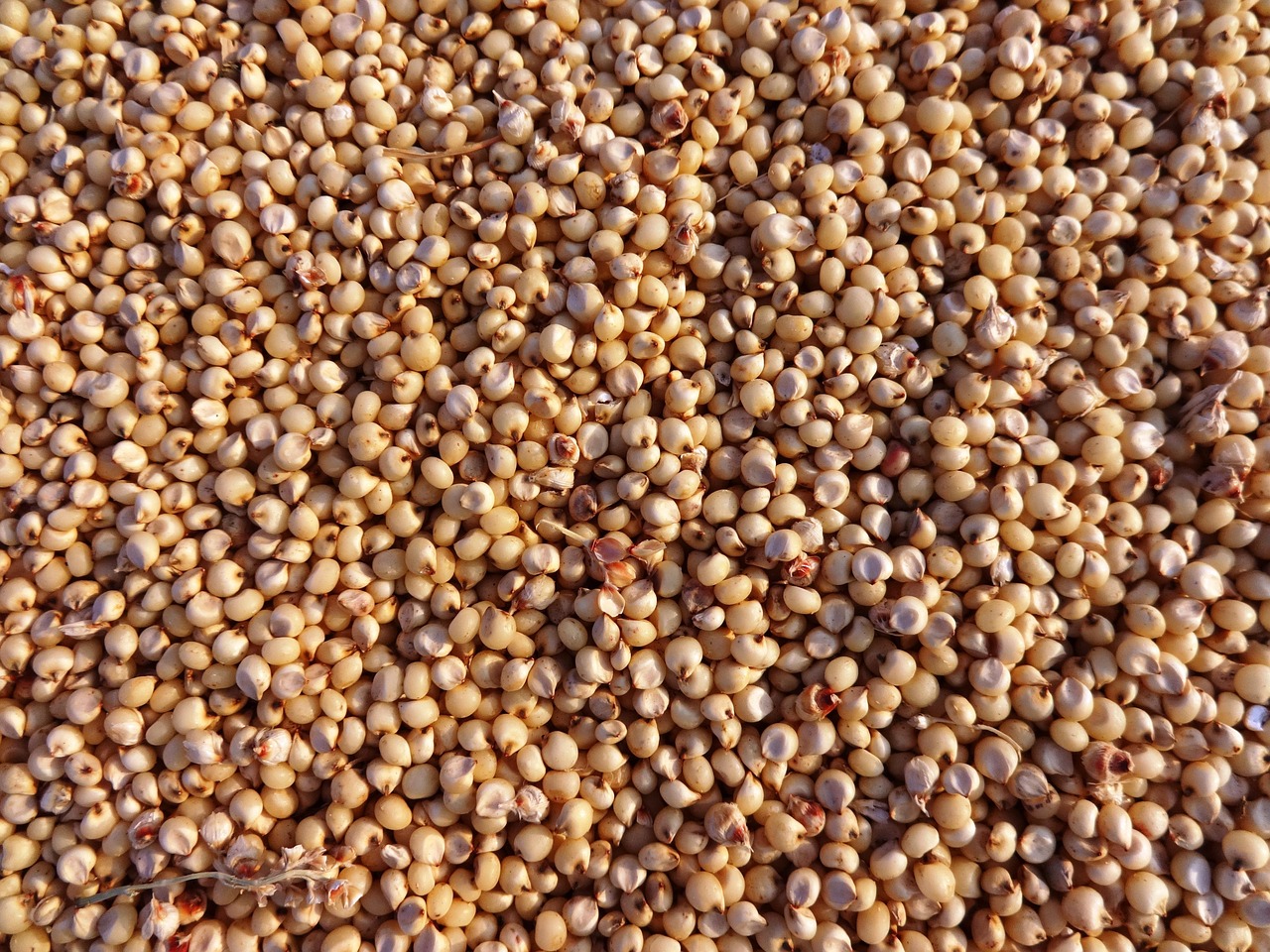 Sorghum: Africa's Antioxidant Powerhouse (Image Credits: Pixabay)