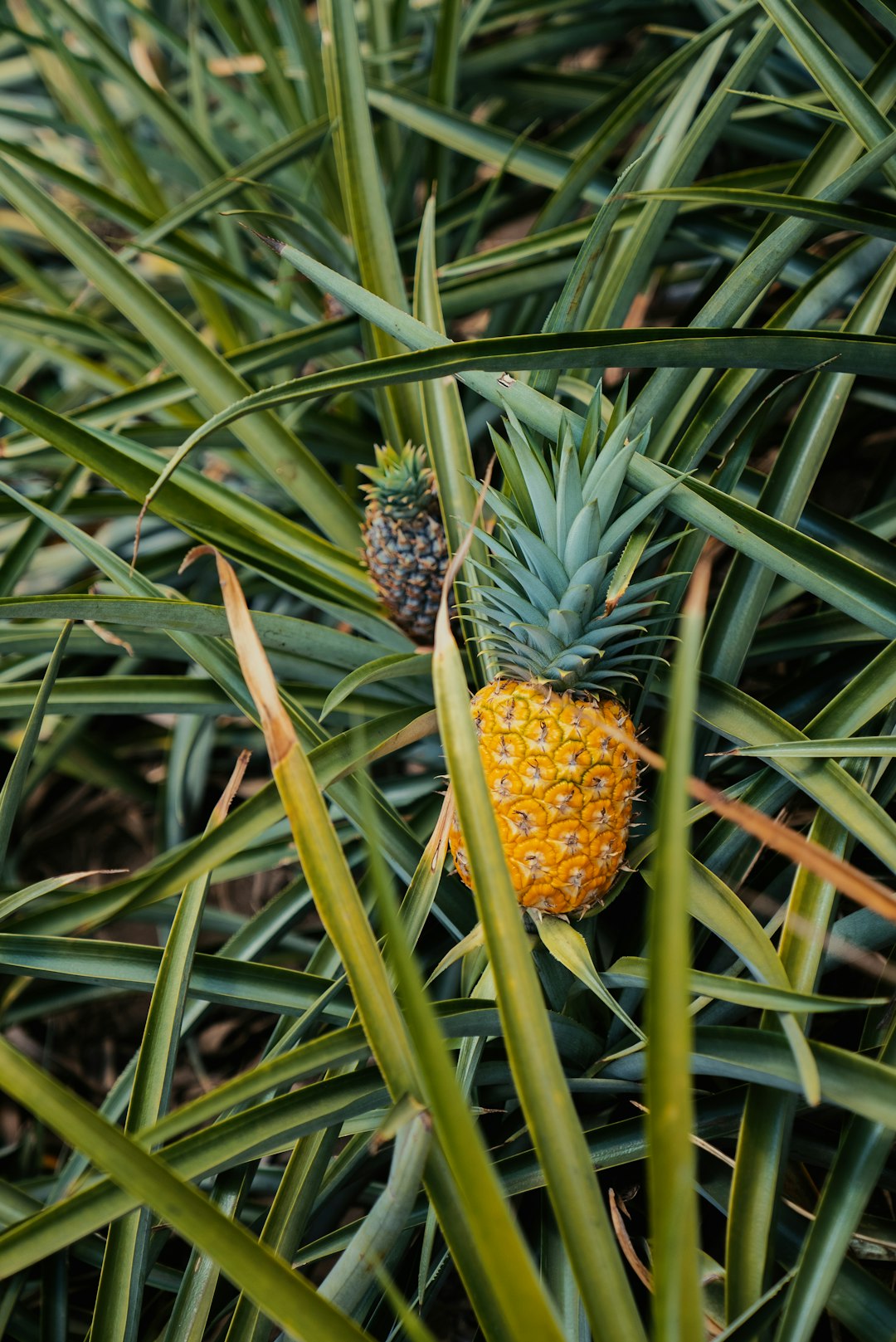 Pineapples: Weather Worries and Supply Chain Snags (image credits: unsplash)