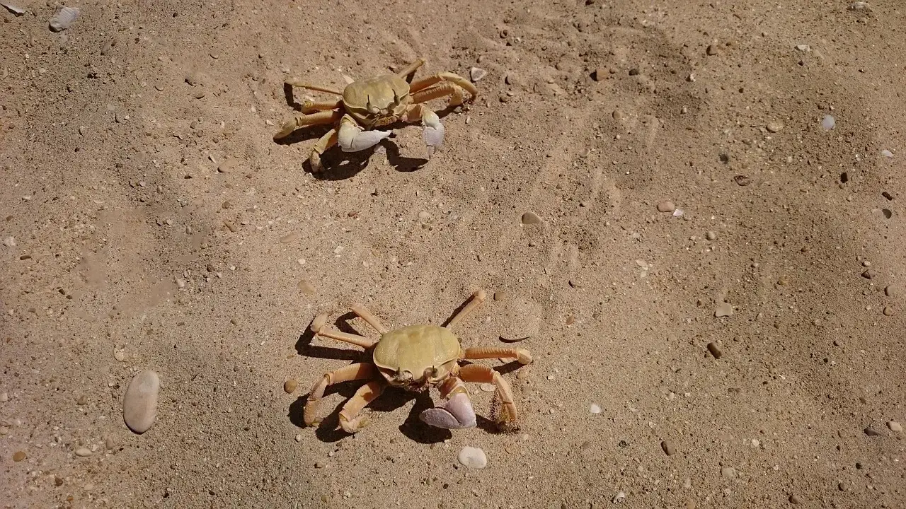 Mountains of Crustaceans Nobody Wanted (Image Credits: Pixabay)