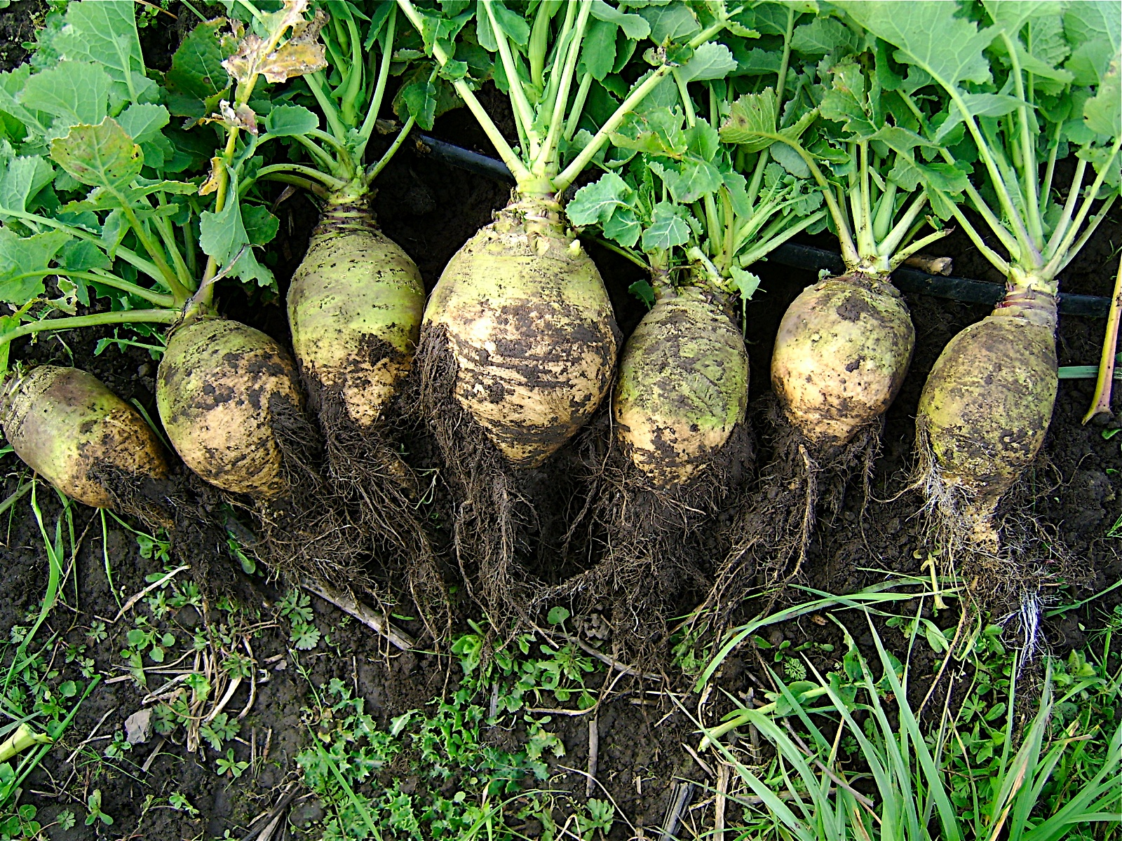 The Environmental Case for Root Vegetables (image credits: wikimedia)