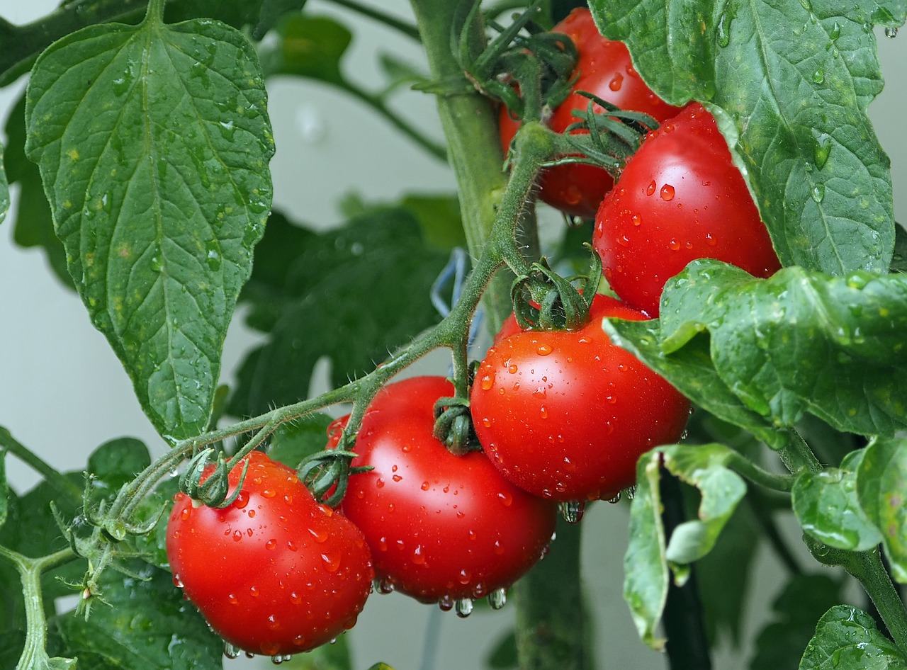 Jersey Tomatoes: A Burst of Flavor and Nutrition (image credits: pixabay)