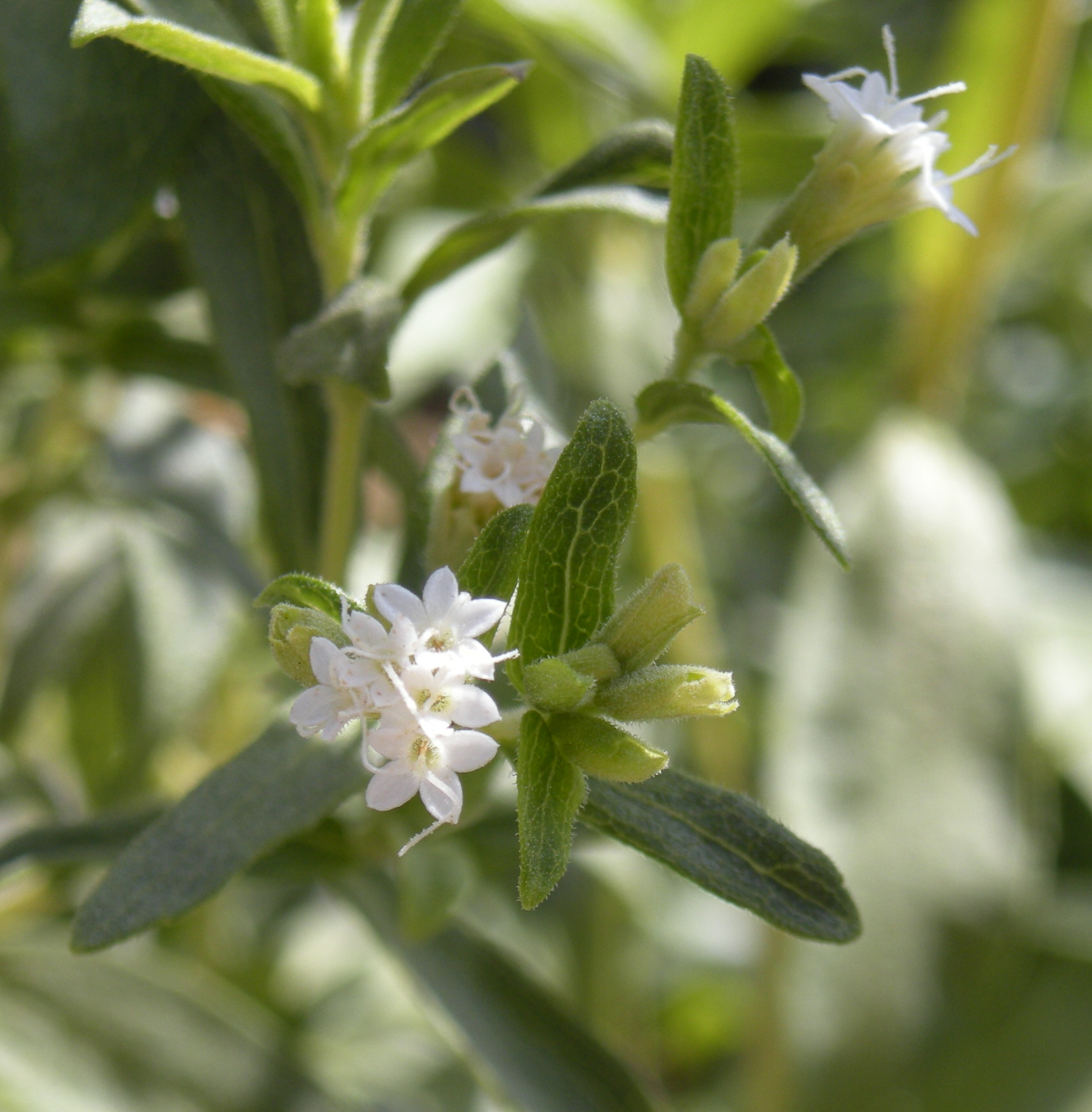 The Rise of Stevia: A Natural Alternative (image credits: wikimedia)