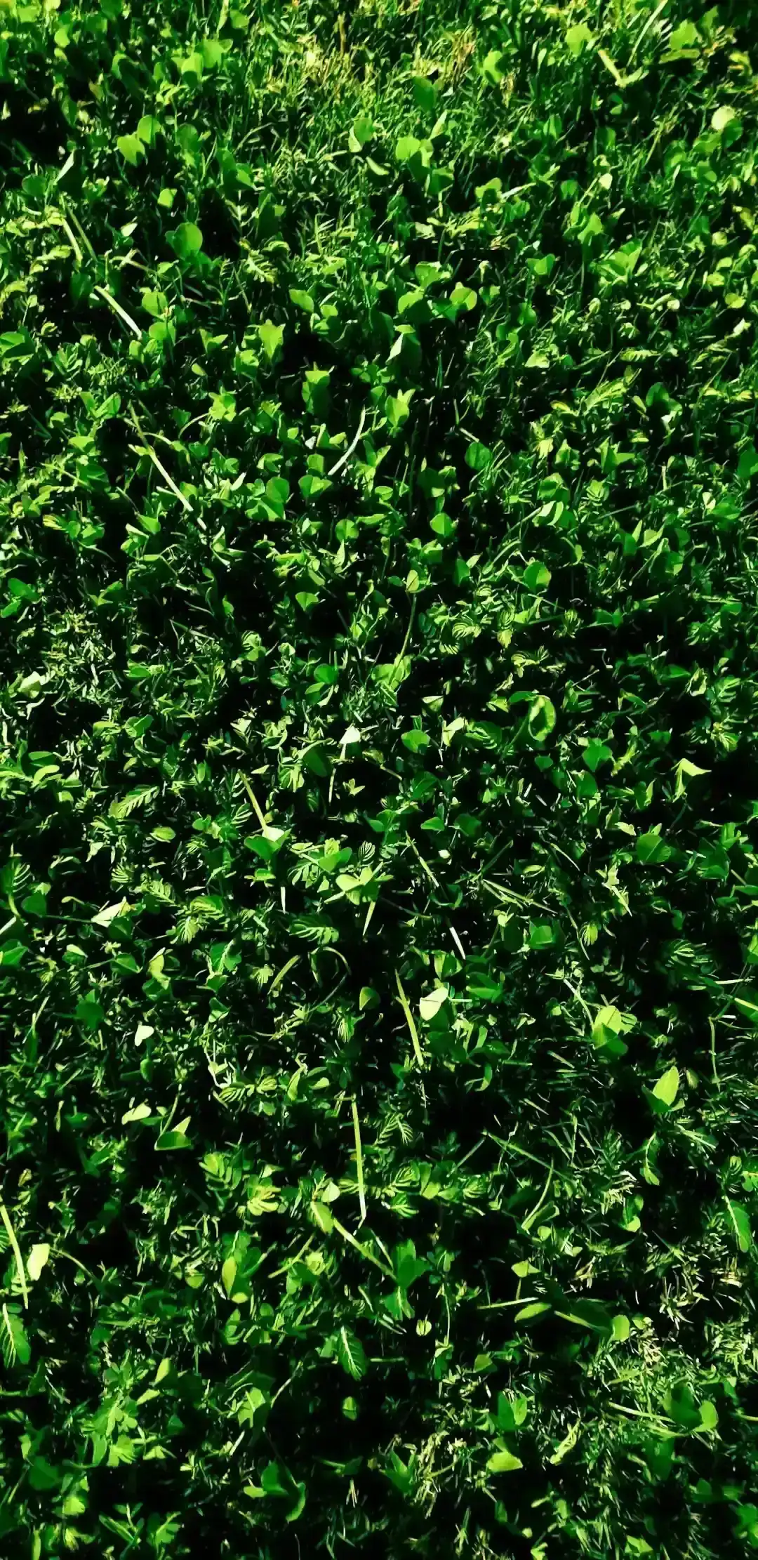 Wilted Greens and Overripe Produce (Image Credits: Unsplash)