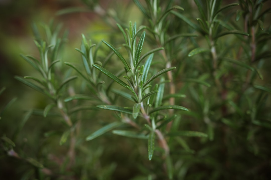 Rosemary's Memory of Toxicity (image credits: unsplash)