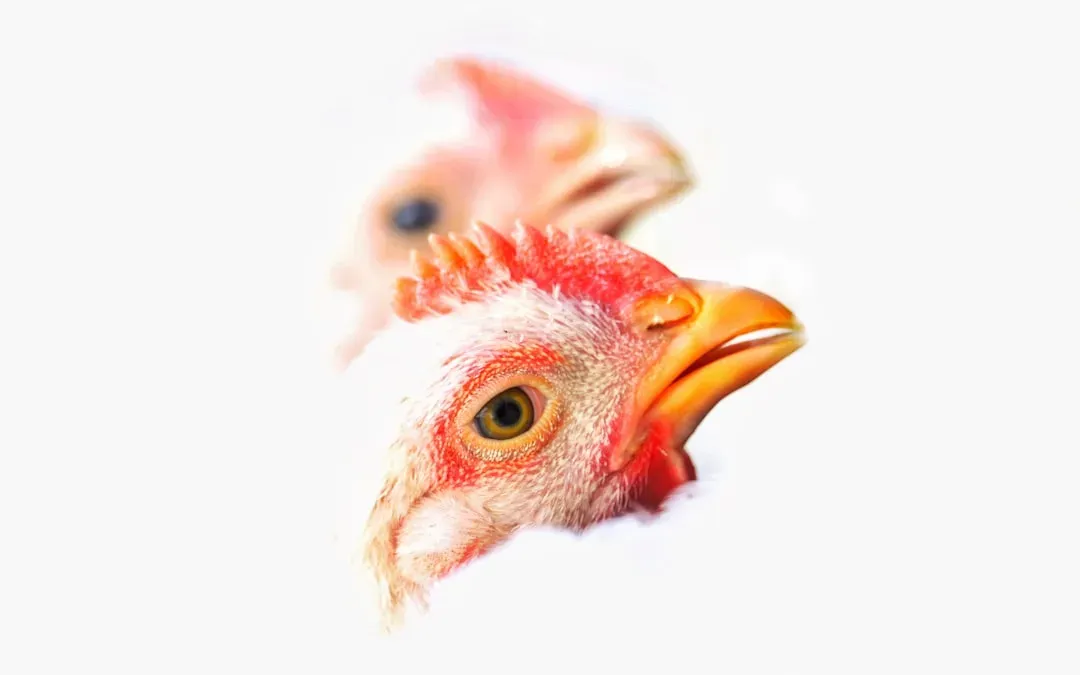 10. Poultry From Avian Flu-Affected Countries (Image Credits: Unsplash)
