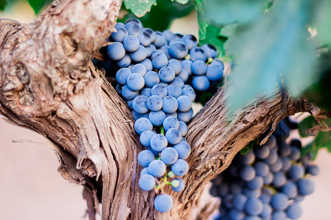 Fresh, Frozen, or Dried: Choosing the Best Grapes for You (image credits: unsplash)