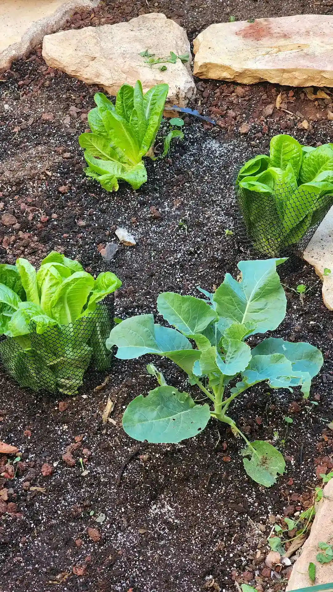 5. Regrow Vegetables From Scraps in Water (Image Credits: Unsplash)