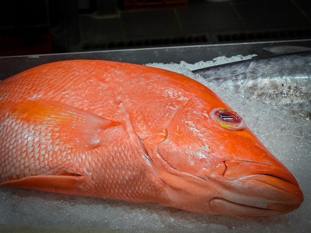 Orange Roughy Lives Too Long And Accumulates Too Much Mercury (image credits: unsplash)