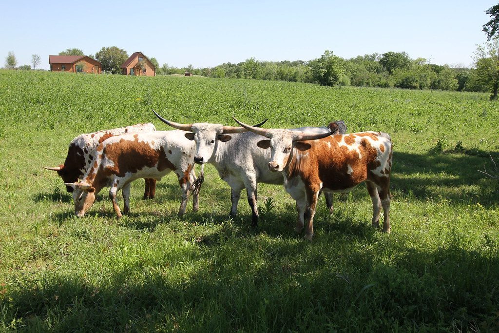 Texas Longhorn Cattle Traditional Preparations (Image Credits: Flickr)