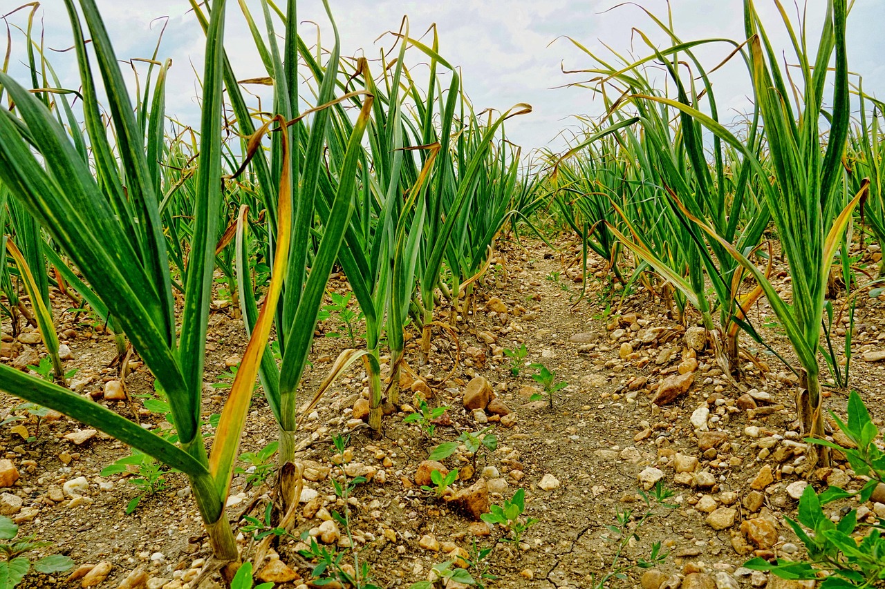 Regional Cultivation Excellence (image credits: pixabay)