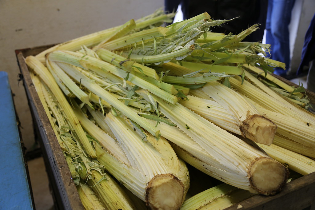 Cardoon: The Giant Thistle That's Actually Delicious (image credits: flickr)
