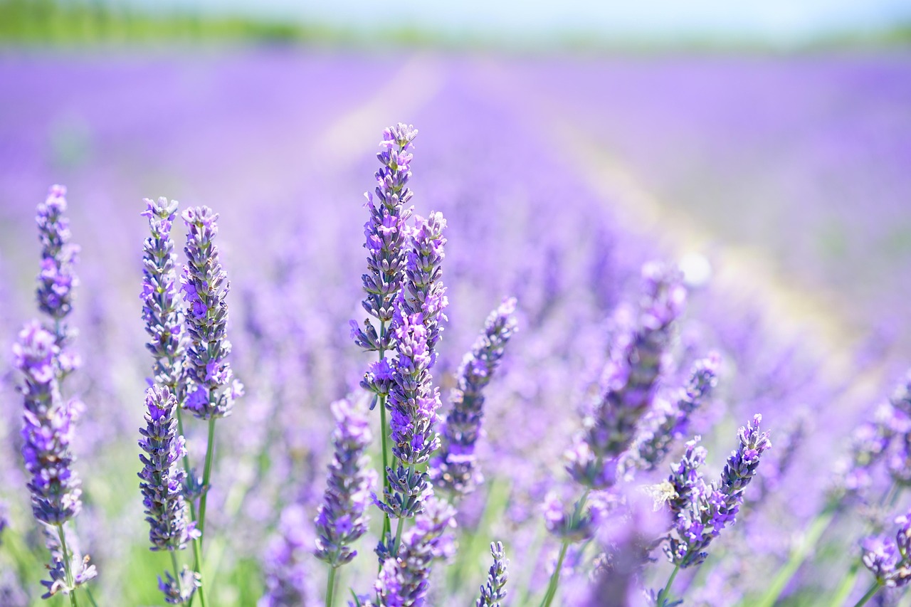 Lavender: The Floral Flavor That Calms (image credits: pixabay)