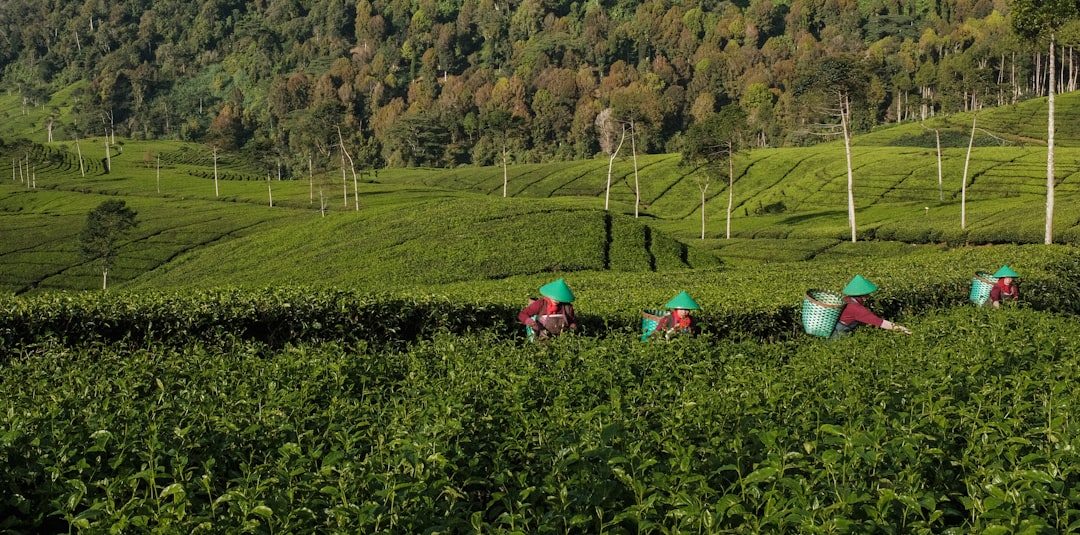 Sustainability and Ethical Tea Sourcing in Cuisine (Image Credits: Unsplash)