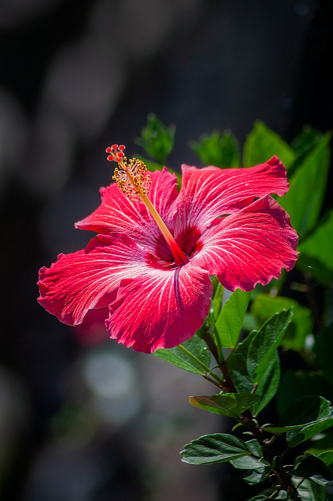 Hibiscus: The Floral Infusion (image credits: unsplash)