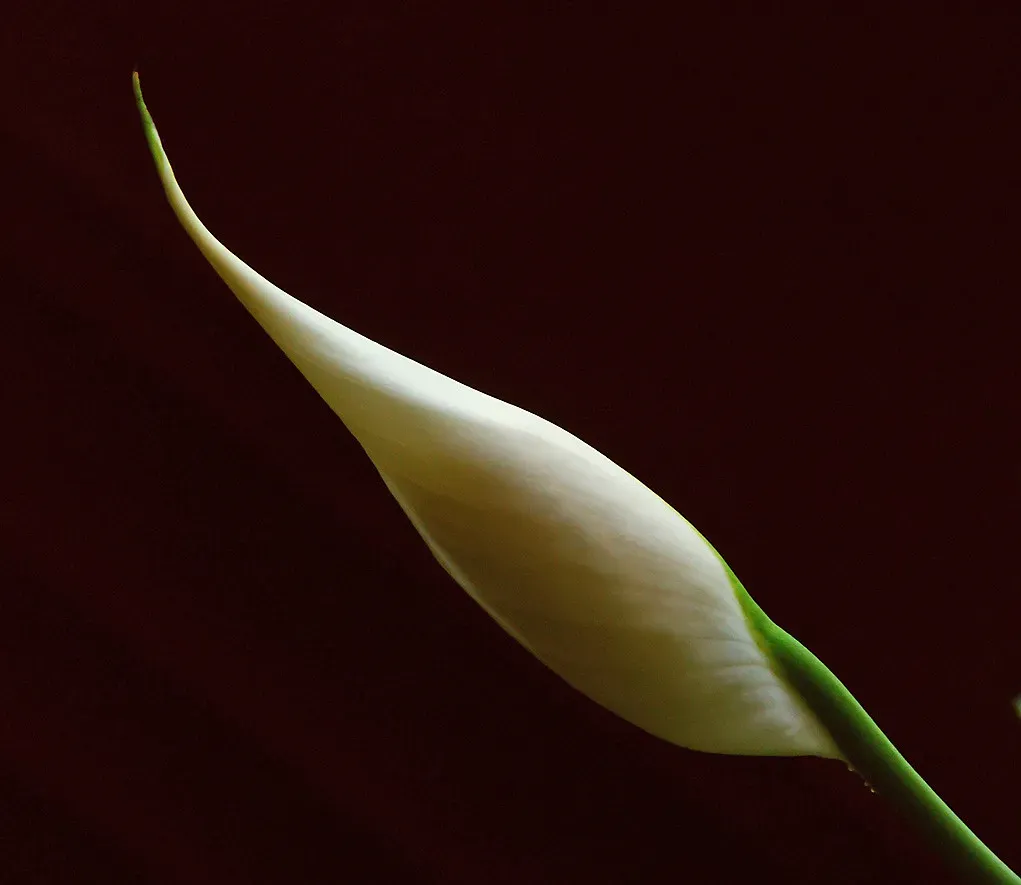 1. Peace Lily (Spathiphyllum 'Mauna Loa') (algo, Flickr, CC BY 2.0)