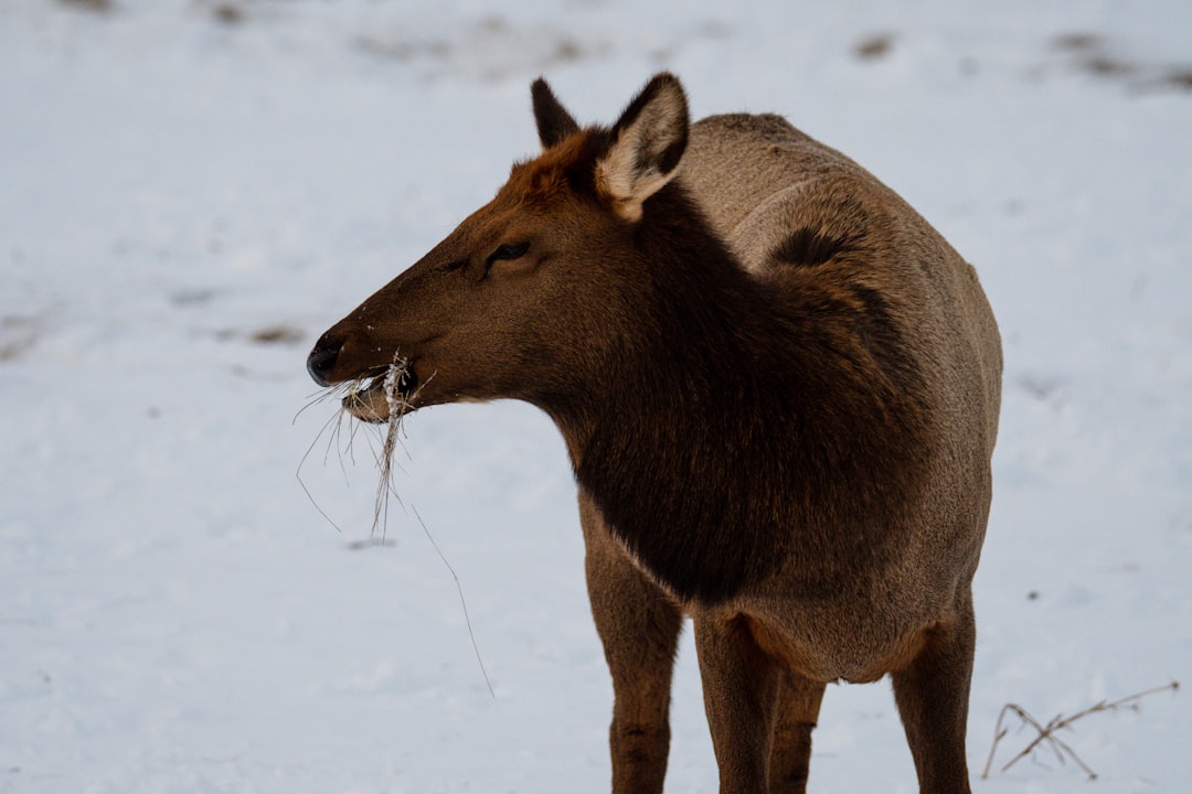 Jellied Moose Nose: Canada's Indigenous Treasure (image credits: unsplash)