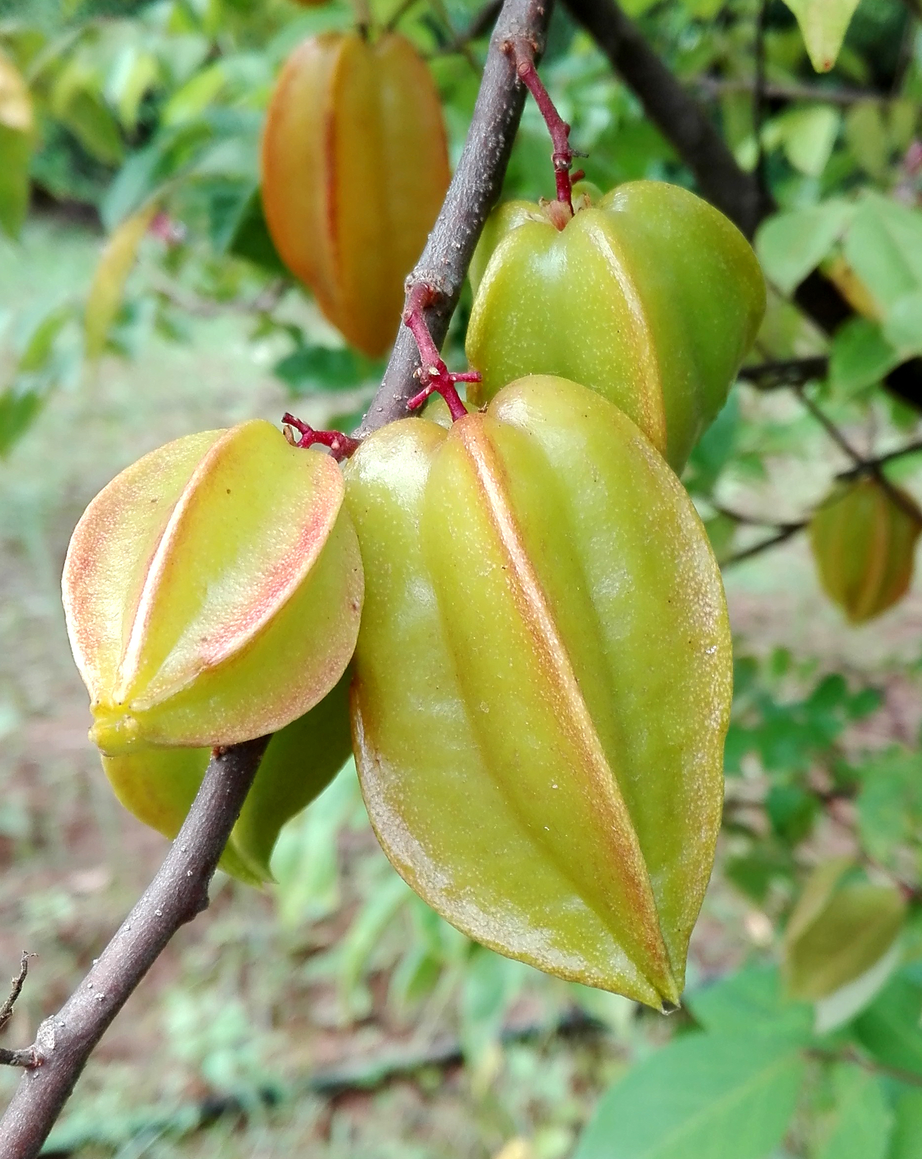 Starfruit: Exotic Choice for Digestive Support (image credits: wikimedia)