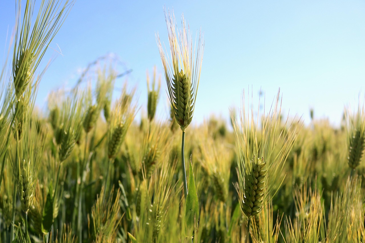 Gluten-Containing Grains (image credits: pixabay)