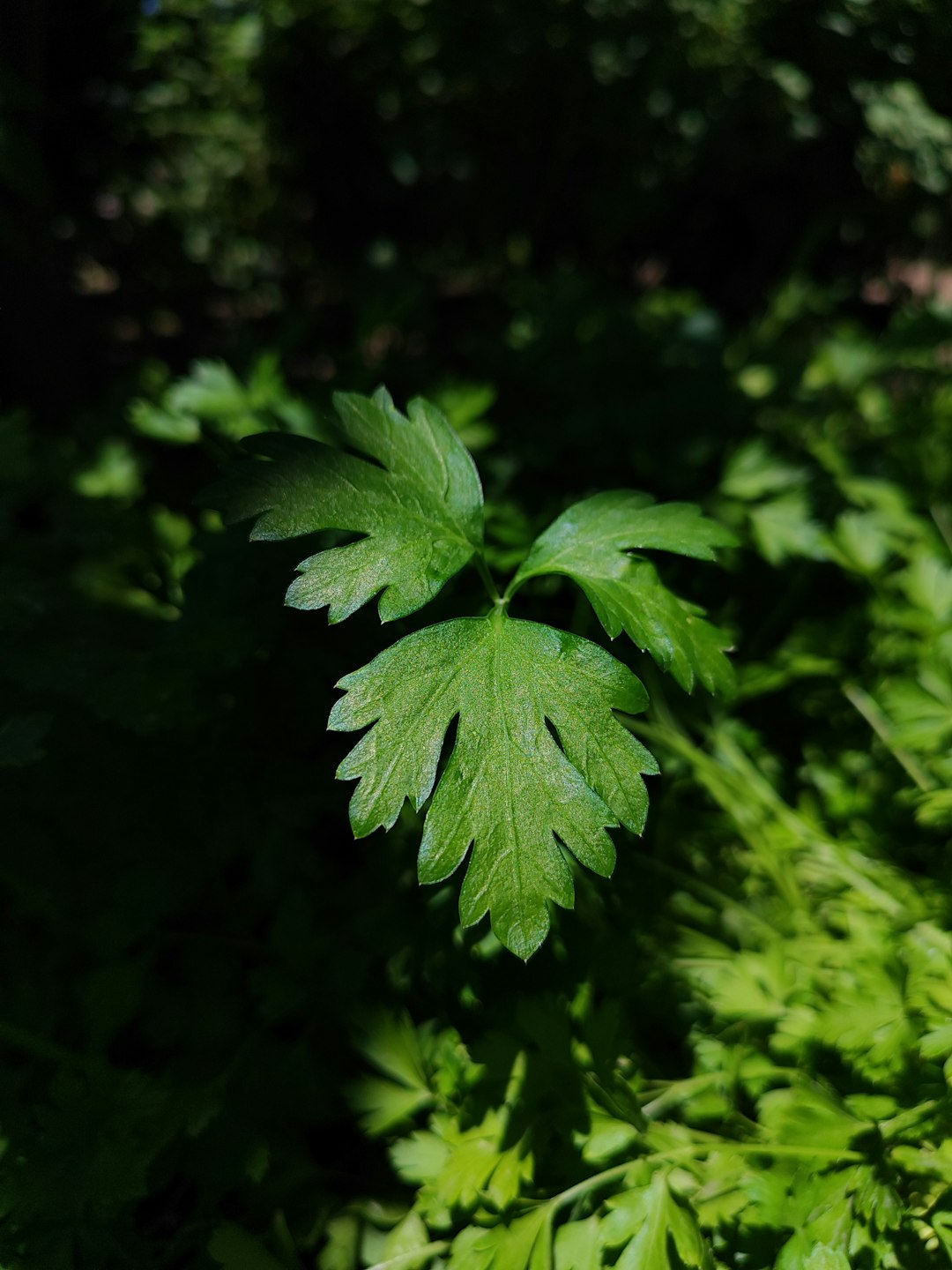 Parsley (image credits: unsplash)