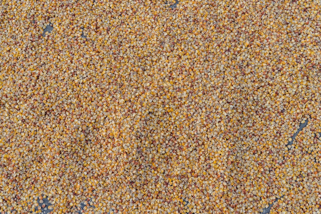The Ancient Powerhouse: Amaranth (image credits: unsplash)