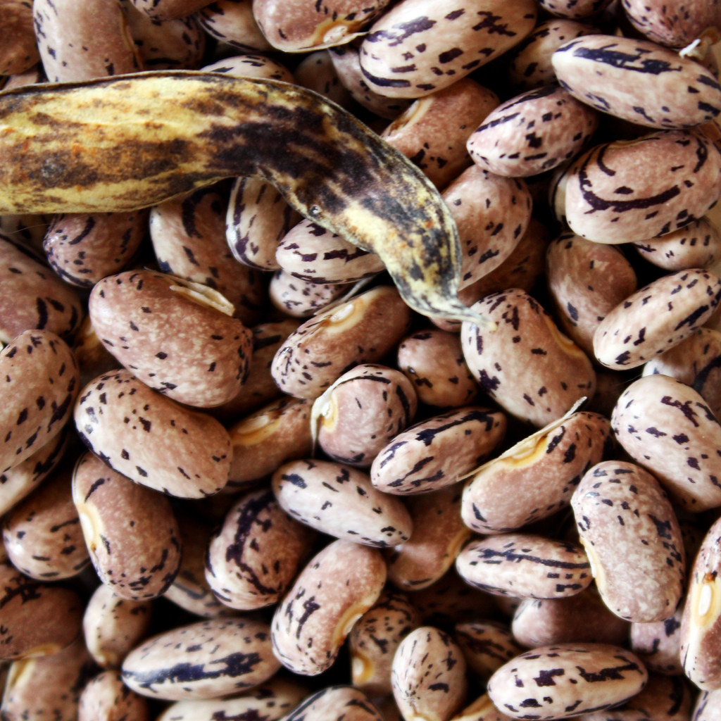 Dragon Tongue Beans: The Flame-Colored Marvel (Image Credits: Flickr)