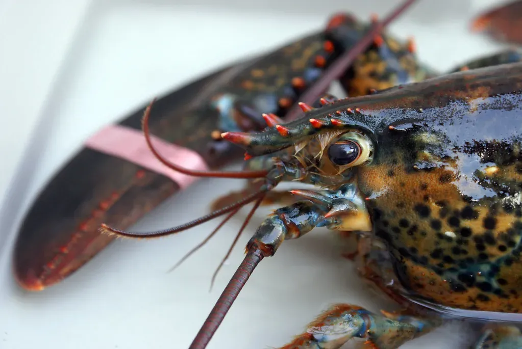 Lobster Specials (Image Credits: Flickr)