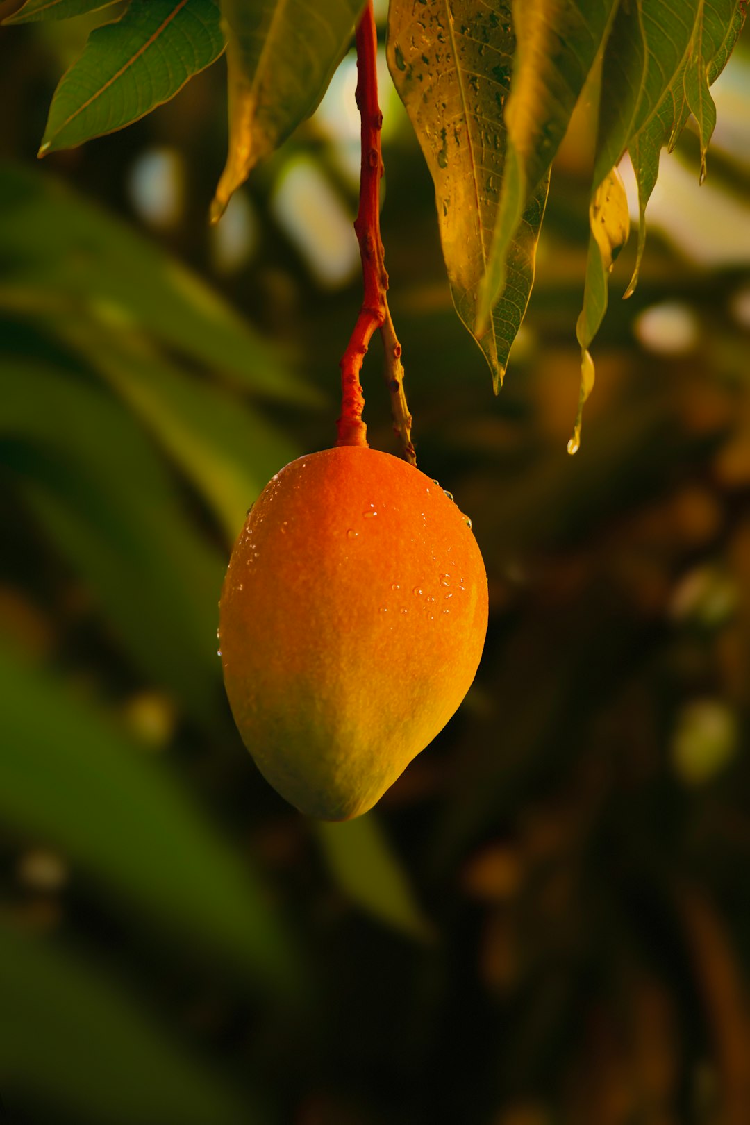 Mangoes: The Tropical Sugar Bomb (image credits: unsplash)