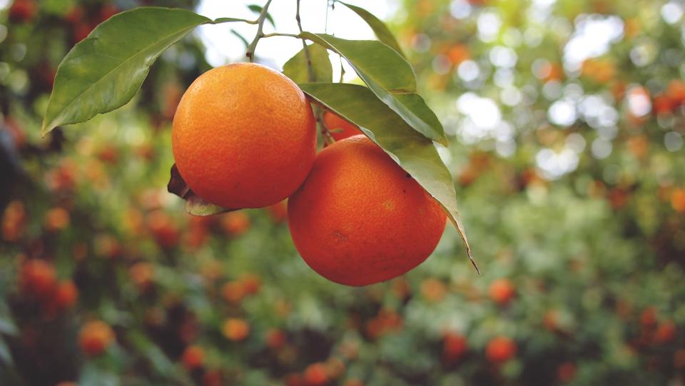 Oranges (image credits: stocksnap)