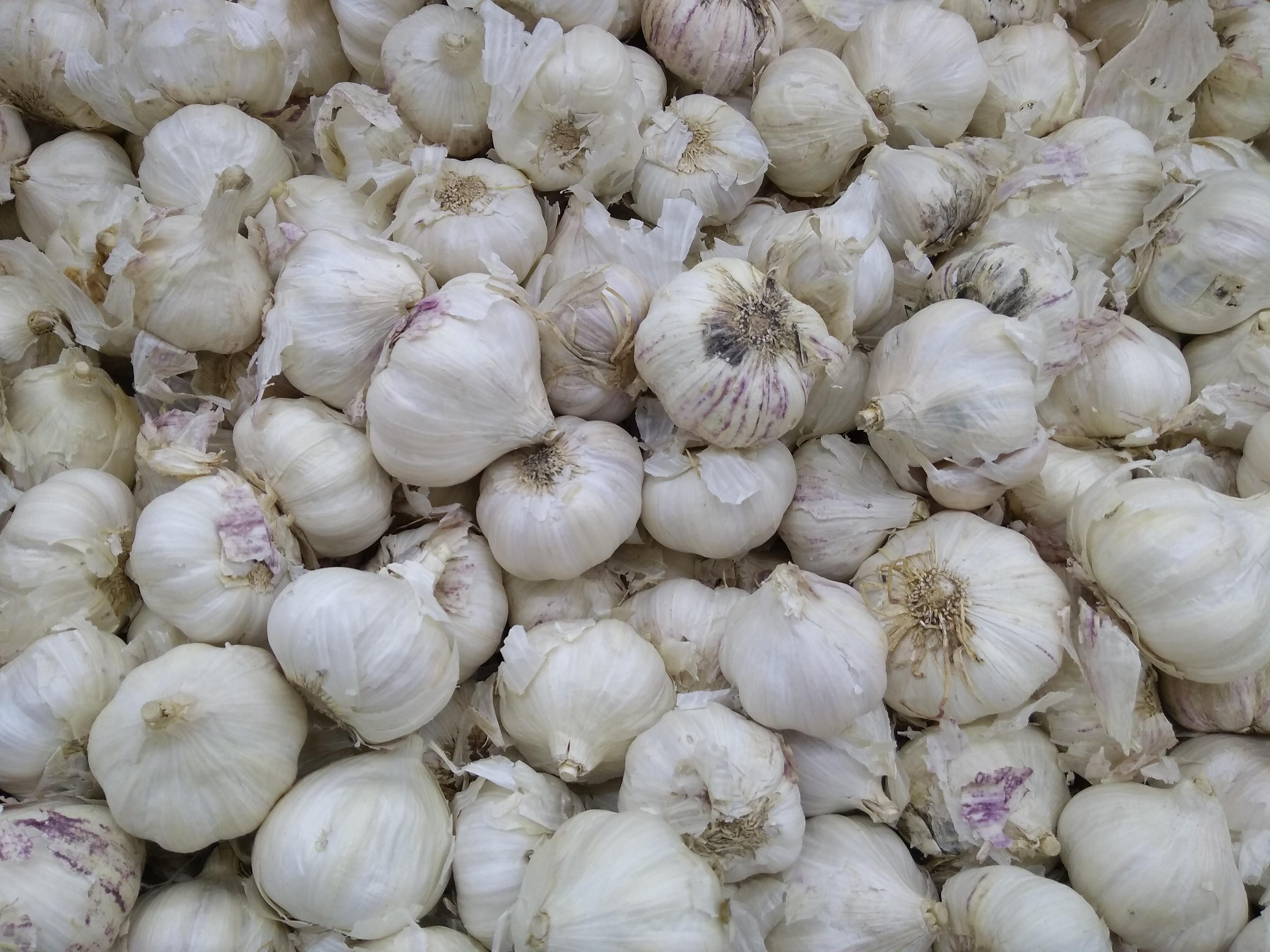 Garlic Varieties and Their Uses (image credits: wikimedia)