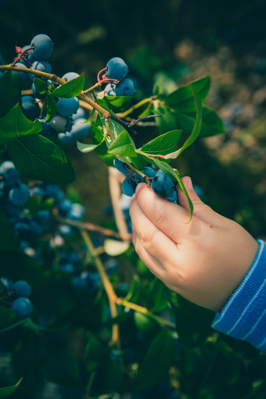 Taste Test: Do Organic Foods Really Taste Better? (image credits: unsplash)