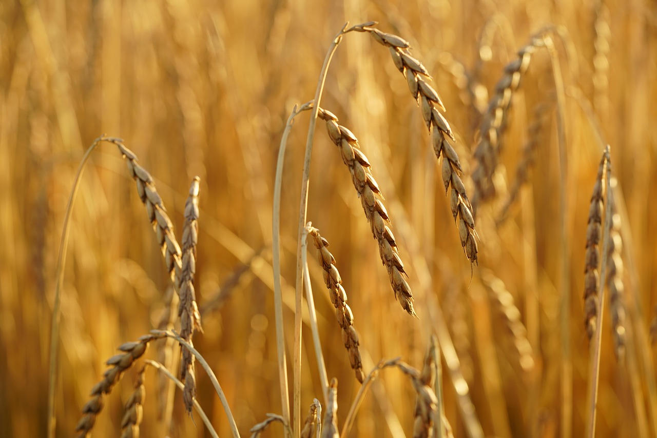 Spelt: The Ancient Cousin of Wheat (image credits: pixabay)