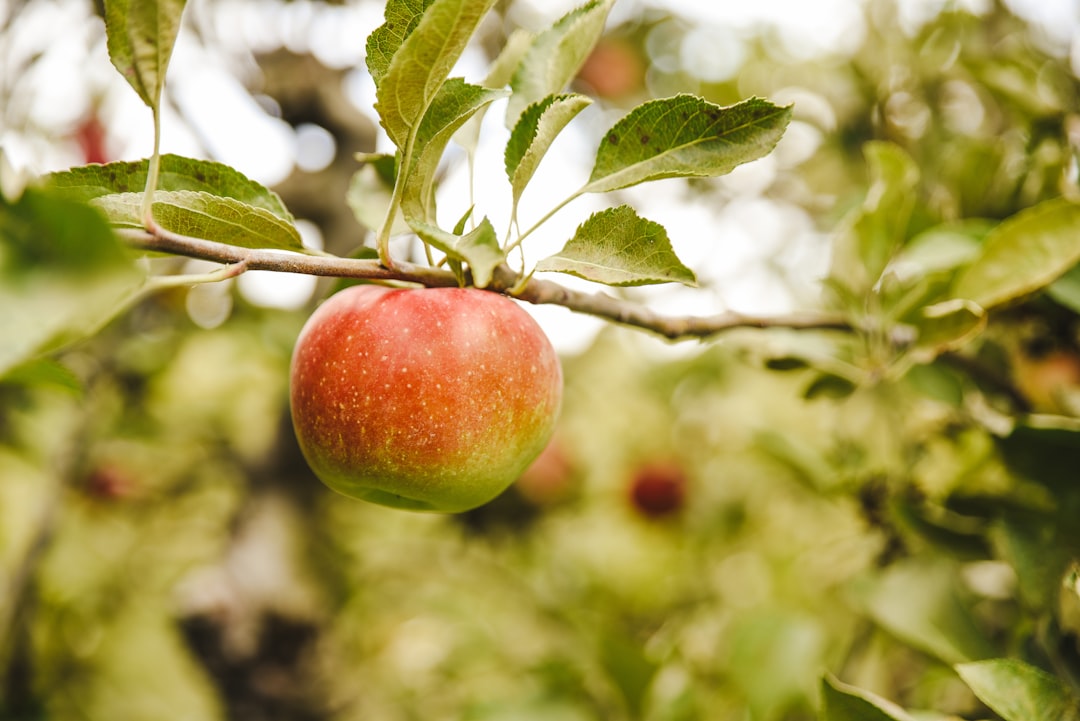 12. Ripen Avocados Overnight in a Paper Bag with an Apple (image credits: unsplash)