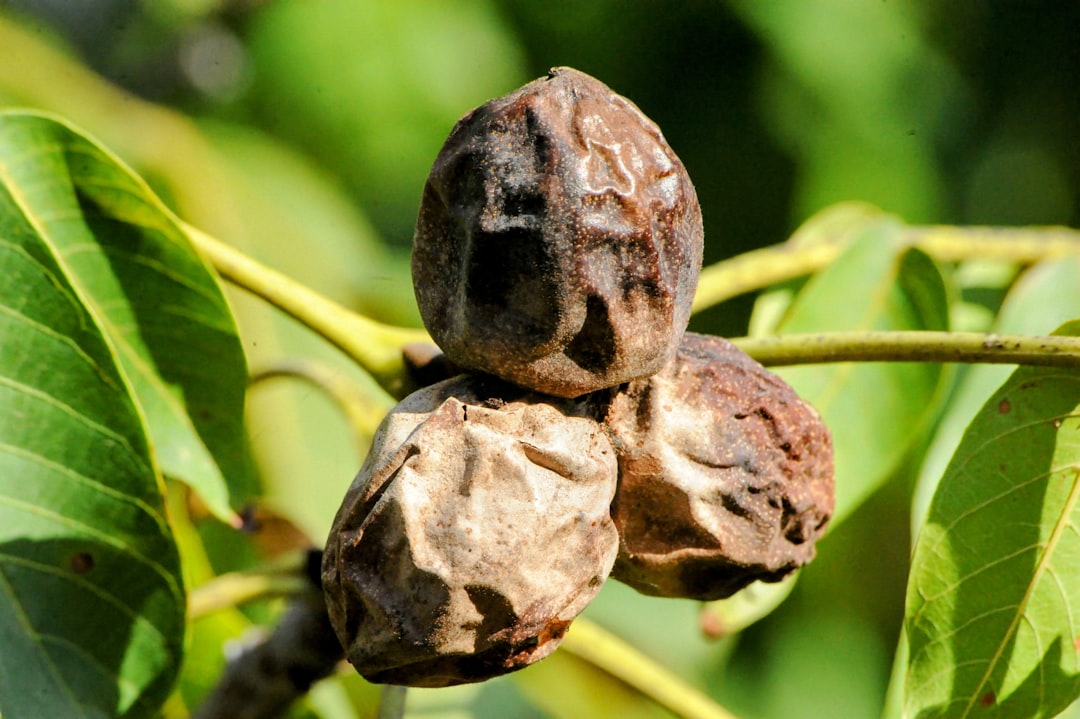Walnuts and Other Anti-Inflammatory Nuts (image credits: unsplash)