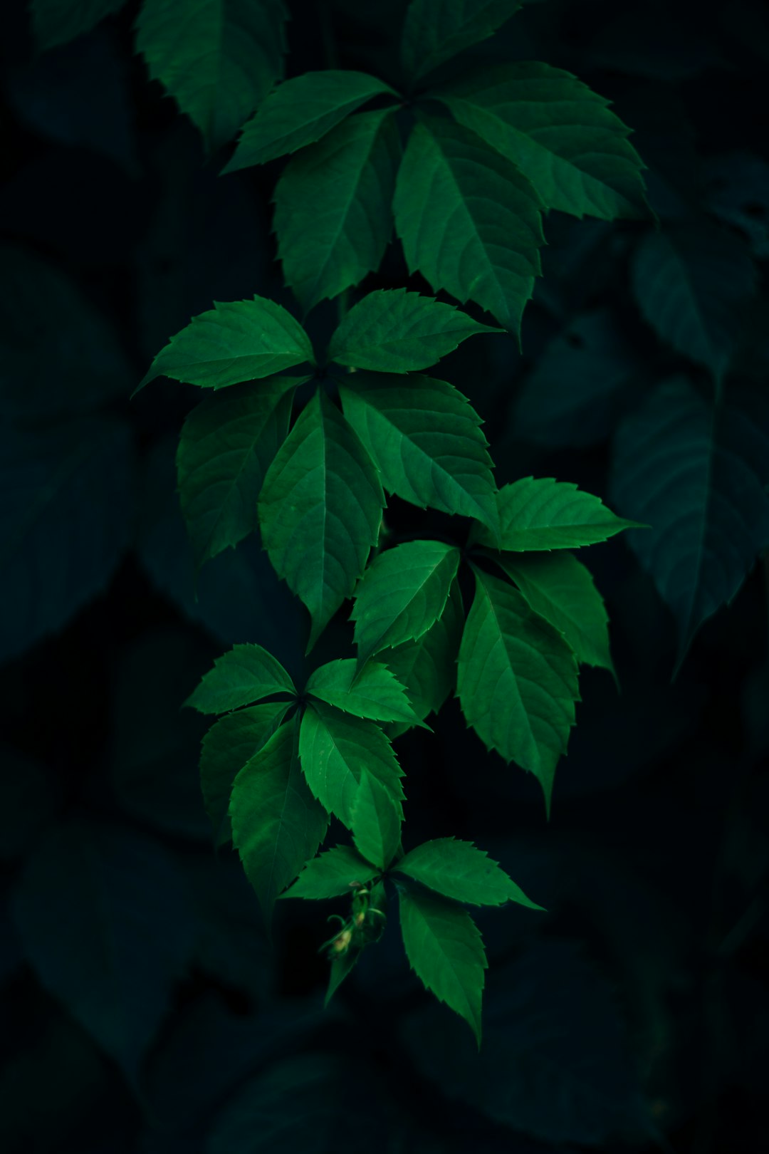 15. Bay Leaves (Laurus nobilis) (image credits: unsplash)