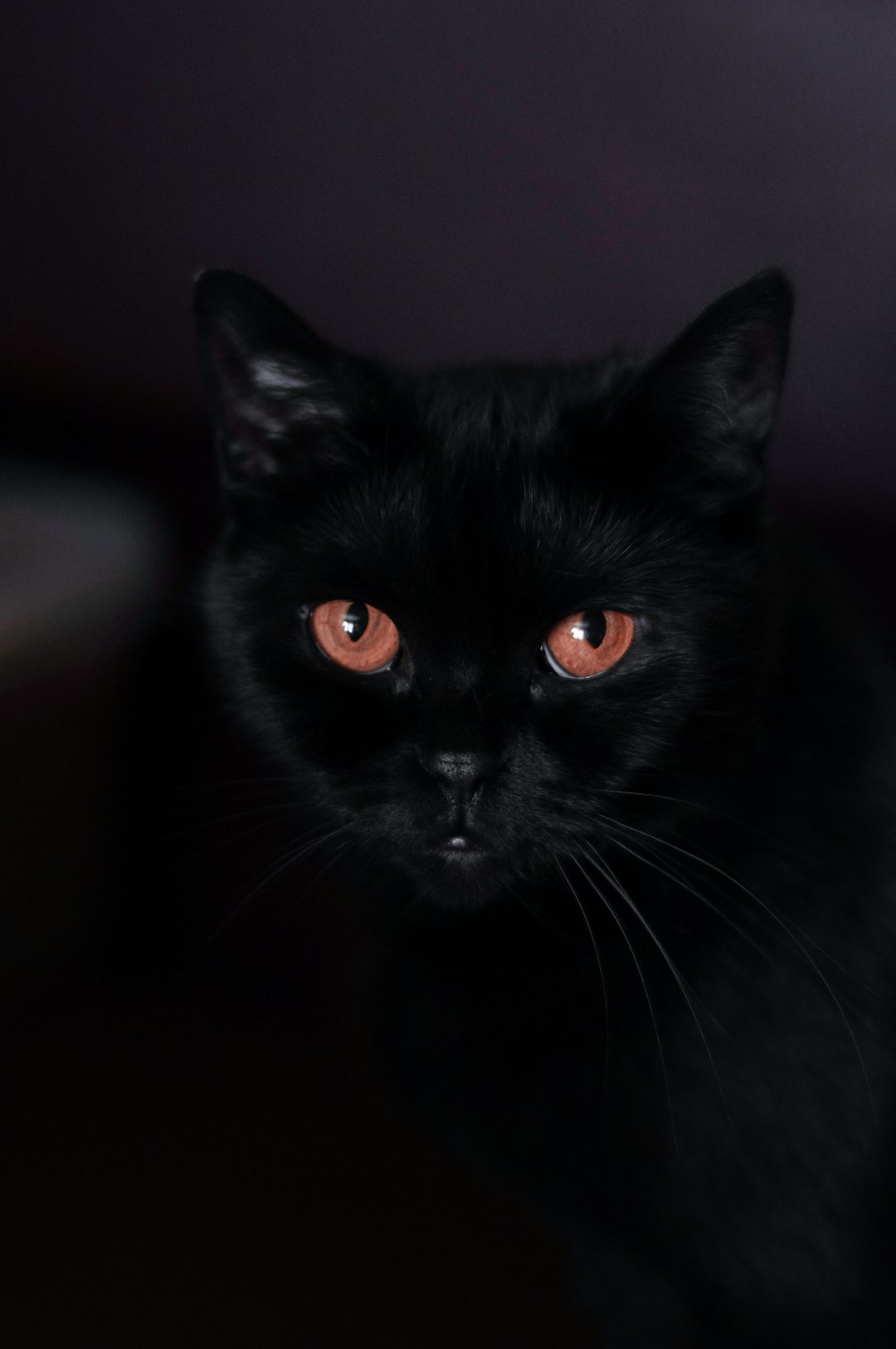 The Thirteenth Guest Superstition and Kaspar the Cat (image credits: unsplash)