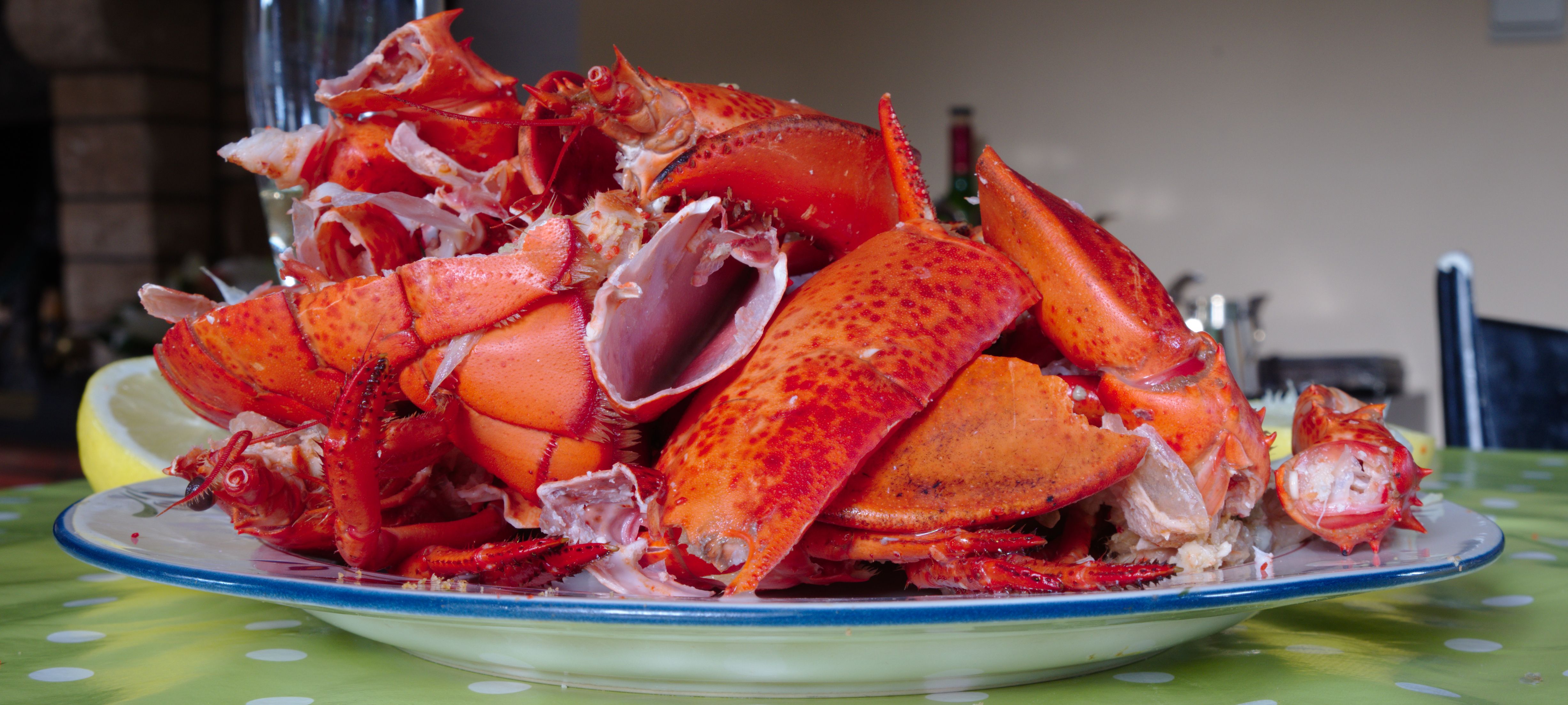 Maine's Lobster: A Delicacy with Benefits (image credits: wikimedia)