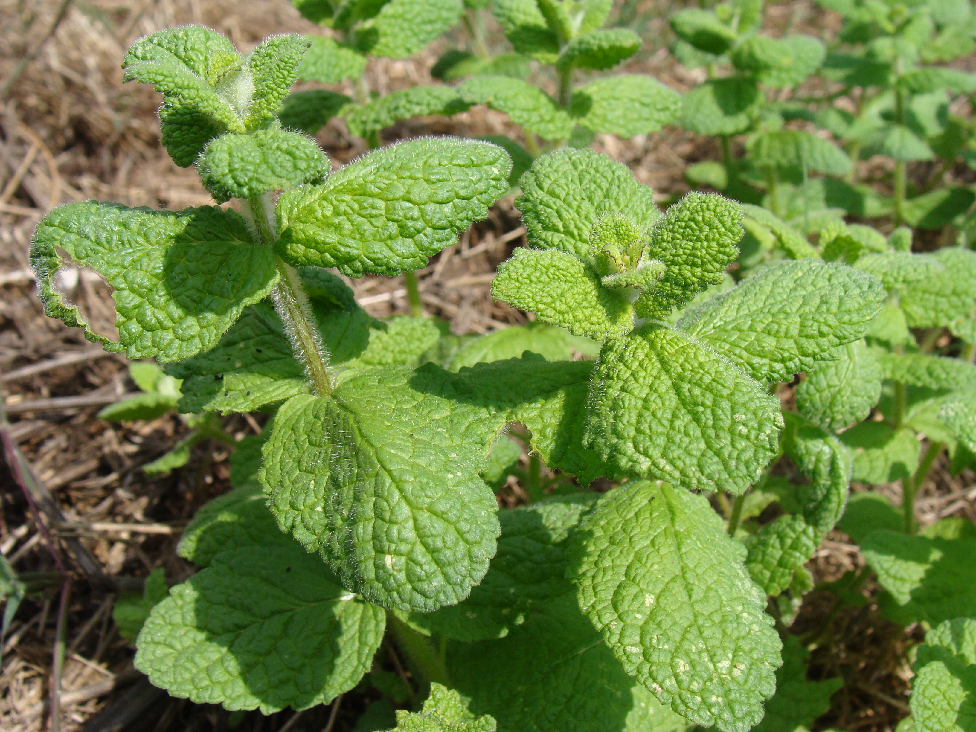 Basil and Mint: Sweetness Without Sugar (image credits: wikimedia)